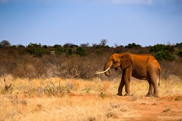 Fototapeta na wymiar elephant in tsavo east national park