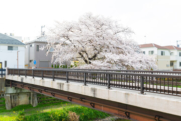 東京都、調布市の桜の風景