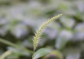 Closeup at Pennisetum pedicellatum grassland.