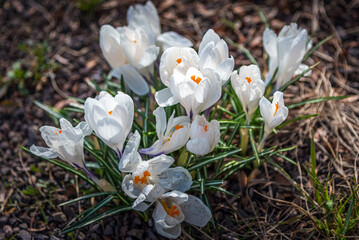 Fresh beautiful white crocuses, spring flowers in the wild nature. Crocus in spring time.