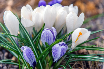 Fresh beautiful blooming crocuses, spring flowers in the wild nature. Crocus in spring time.Crocuses as a symbol of spring.