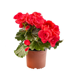 Red begonia in full bloom