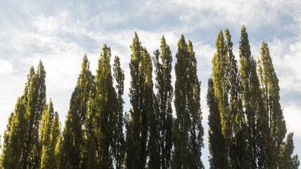 Trees viewed from below on a sunny fall day.
