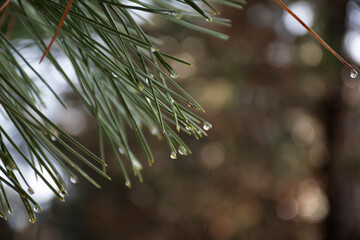 Warm spring time, the snow is melting and drops of water are falling from the tips of the needles.