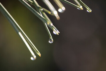 Coniferous needles with droplets.