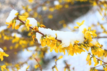 Blooming forsythia covered by snow