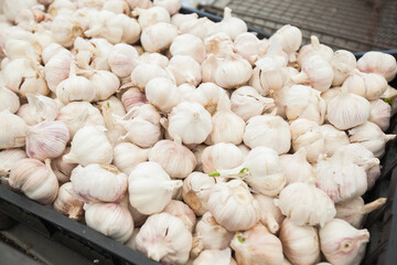 Garlic healthy vegetable