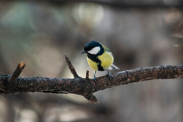 The titmouse sits on a branch and looks to the side, standing out from the environment only by its color.