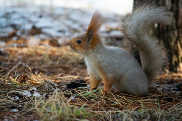 The squirrel sits sideways on the ground.
