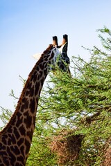 giraffe in tsavo east national park © NAEPHOTO