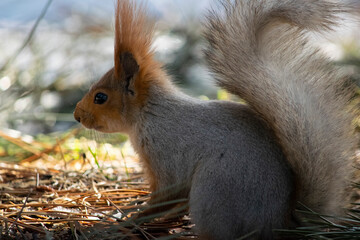 The squirrel sits sideways on the ground.