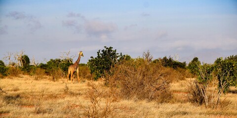 giraffe in tsavo east national park