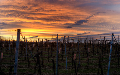 Sunrise clouds at a vineyard in Burgenland