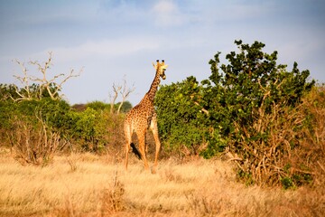 giraffe in tsavo east national park
