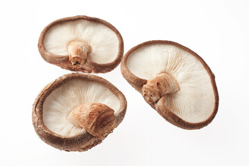 生椎茸イメージ　