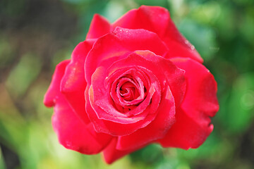 Close up of rose, floral background.