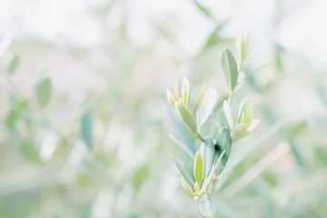 Foto op Plexiglas オリーブの木、葉っぱのアップ/グリーン系の背景画像 © monstrose