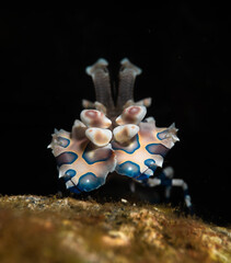Harlequin Shrimp