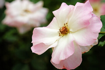 Close up of rose, floral background.