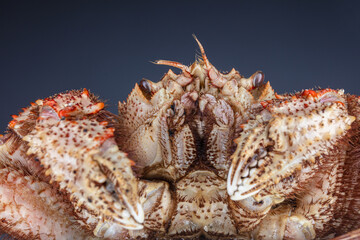 Close-up of Japanese hair crab claws.
