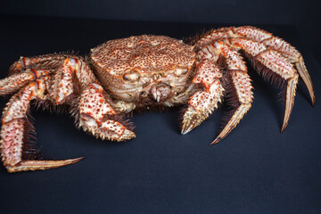 Cast-iron pan with boiled horsehair crab, flatlay over dark brown stone background, studio shot