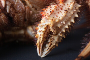 Close-up of Japanese hair crab claws.