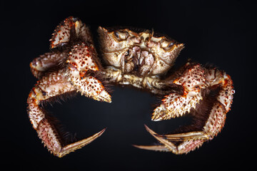 Boiled hairy or horsehair crab, selective focus