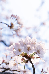 さくらの花は春の象徴　花びらのクローズアップ