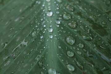 Natural background of green leaves after rain whith water drops. Nature concept