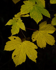 Yellow autumn leaves