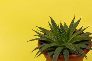 Haworthia succulent plant on yellow summer background