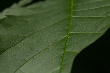 Natural background of green leaves. Nature concept