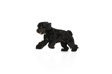 Young black Labradoodle playing isolated on white studio background
