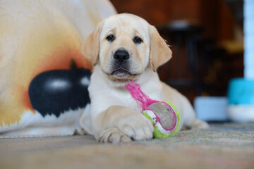 Labrador puppy chewing on thread from tennis ball looking at camera with paws crossed.