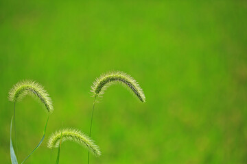 여름 들에 자라는 강아지풀