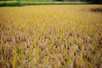 가을 논에 수확을 앞둔 벼