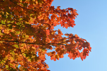 Branches of maple tree with bright red and orange leaves in autumn
