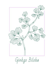 Ginkgo biloba, medical herb in a frame, linear style