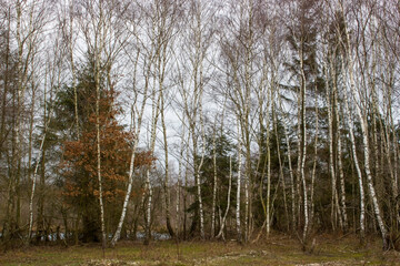 Obraz premium birch trees - National Park Maasduinen in the Netherlands