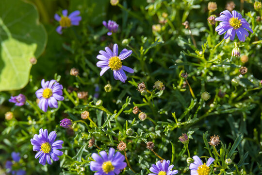 Alpine Aster growing in the Dolomites