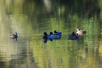 view of group of ducks on a lake