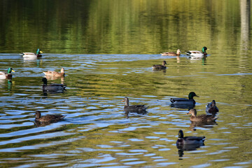 view of group of ducks on a lake