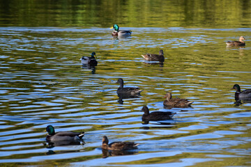 view of group of ducks on a lake