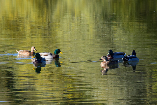 view of group of ducks on a lake