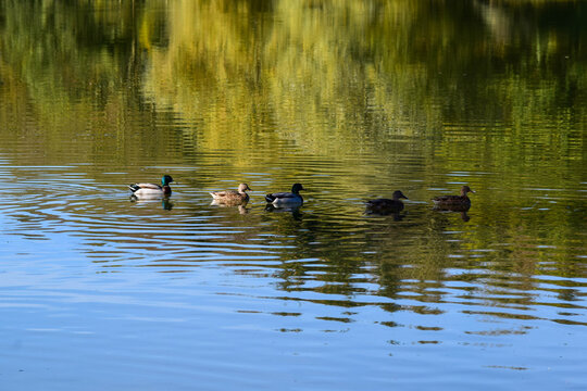 view of group of ducks on a lake