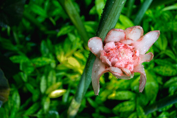 Pink torch ginger flower in the park of Madame Nong Nooch, Pattaya,Thailand