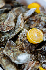 closed oysters, fresh oyster shell, mollusks in seafood market, sea restaurant, expensive fresh food, dish restaurant menu