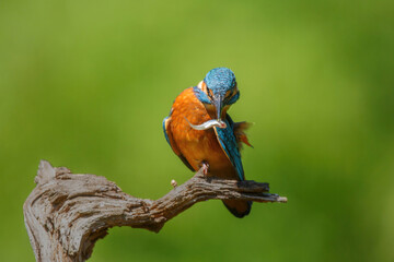 Common European Kingfisher (Alcedo atthis) with a fish sitting on a branch above a pool in the forest in the Netherlands