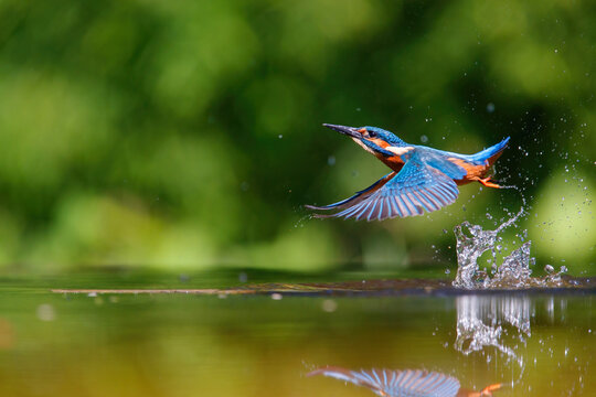 Common Kingfisher (Alcedo atthis) flying away with a fish after diving for fish in the forest in the Netherlands