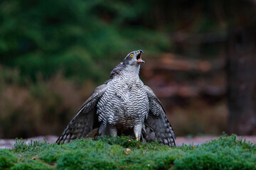Northern goshawk (accipiter gentilis) sitting in the forest of Noord Brabant in the Netherlands